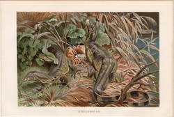Varánusz, litográfia 1894, színes nyomat, eredeti, német, Brehm, állat, hüllő, Ázsia, Ausztrália