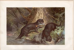 Európai vidra, litográfia 1894, színes nyomat, eredeti, német, Brehm, állat, ragadozó, Európa, Ázsia