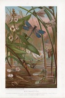Szitakötő, litográfia 1907, színes nyomat, eredeti, magyar, Brehm, állat, libellula, peterakó