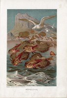 Repülőhal, litográfia 1907, színes nyomat, eredeti, magyar, Brehm, állat, hal, tenger, óceán, sirály