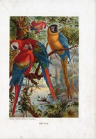 Ara papagáj, arara, litográfia 1907, színes nyomat, eredeti, magyar, Brehm, állat, madár, Amerika