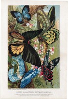 Külföldi pillangók, litográfia 1907, színes nyomat, eredeti, magyar, Brehm, állat, pillangó, lepke