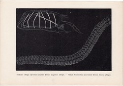 Szalpák, nyomat 1907, eredeti, magyar, Brehm, állat, óceán, tenger, salpa africana, mucronata