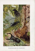 Szarvasbogár és hőscincér, litográfia 1907, színes nyomat, eredeti, magyar, Brehm, állat, bogár