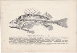 Hal csontváz, nyomat 1907, eredeti, magyar, Brehm, állat, folyami sügér, csont, hal, váz, úszó