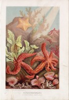 Tüskésbőrűek, litográfia 1907, színes nyomat, eredeti, magyar, Brehm, állat, tenger, óceán, serpulák