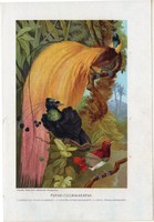 Paradicsommadár, litográfia 1907, színes nyomat, eredeti, magyar, Brehm, állat, madár, Új Guinea