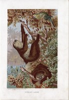 Kétujjú lajhár, litográfia 1907, színes nyomat, eredeti, magyar, Brehm, állat, emlős, Amerika, dél