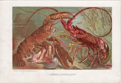 Homár és languszta, litográfia 1907, színes nyomat, eredeti, magyar, Brehm, állat, rák, tenger
