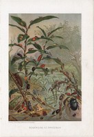 Bogarak az árvízben, litográfia 1907, színes nyomat, eredeti, magyar, Brehm, állat, bogár, katica