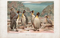 Óriás pingvin, litográfia 1907, színes nyomat, eredeti, magyar, Brehm, állat, madár, Antarktisz, dél