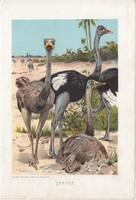 Strucc, litográfia 1907, színes nyomat, eredeti, magyar, Brehm, állat, madár, Ausztrália, Afrika