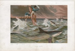 Kék cápa, litográfia 1907, színes nyomat, eredeti, magyar, Brehm, állat, tenger, óceán, hal