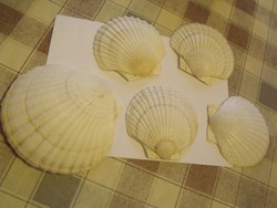 5db shell tengeri kagyló együtt