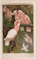 Papagáj I., színes nyomat 1888, német nyelvű, litográfia, eredeti, inka kakadu, madár, régi