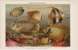 Halak I., színes nyomat 1896, német nyelvű, litográfia, eredeti, tőkehal, ostoroshal, hal, tenger