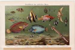 Halak IV., színes nyomat 1896, német nyelvű, litográfia, eredeti, hal, tenger, zászlóshal, régi