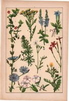 Növények (7), litográfia 1902, eredeti, kis méret, magyar, növény, virág, tárnics, szegfű, veronika