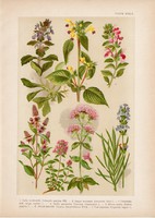 Magyar növények 37, litográfia 1903, színes nyomat, virág, levendula, menta, kakukfű, majorána (3)