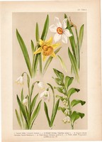 Magyar növények 20, litográfia 1903, színes nyomat, virág, tőzike, hóvirág, nárcisz, sülyfű (3)