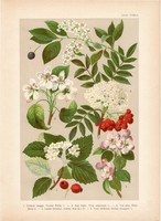 Magyar növények 31, litográfia 1903, színes nyomat, virág, meggy, körte, alma, berkenye, vad (3)