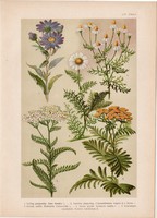 Magyar növények 54, litográfia 1903, színes nyomat, virág székfű, aranyvirág, cickafark, pipitér (3)
