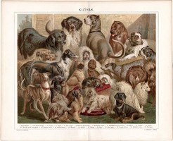 Kutyák, 1896, litográfia, színes nyomat, eredeti, magyar nyelvű, kutya, uszkár, agár, vizsla, pincsi