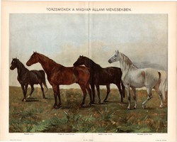 Törzsmének, 1904, színes nyomat, eredeti, magyar nyelvű, ménes, Obolyán, Nonius, Maestoso, Prímás ló