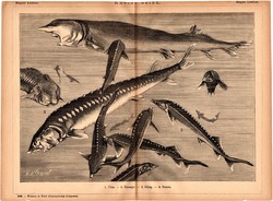 Kaviárhalak, egyszín nyomat 1885, Magyar Lexikon, , Rautmann Frigyes, hal, viza, kecsege, sőreg