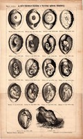 A csibe fejlődése, egyszín nyomat 1885, Magyar Lexikon, Rautmann Frigyes, tojás, embrió, madár, költ