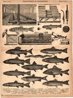 Haltenyésztés és tenyészhalak, egyszín nyomat 1885, Magyar Lexikon, , Rautmann Frigyes, hal, ponty