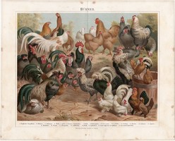 Tyúkok, színes nyomat 1894, német nyelvű, litográfia, eredeti, tyúk, fajta, madár, kakas, olasz