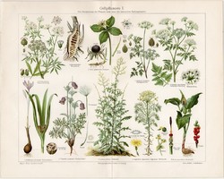 Mérgező növények I., litográfia 1903, német nyelvű, eredeti, színes nyomat, növény,virág, méreg