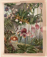 Orchidea, színes nyomat 1888, német nyelvű, eredeti, litográfia, növény, virág, orchideák, trópus