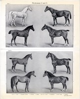 Lovak I., II. és III., egyszínű nyomat 1910, német nyelvű, eredeti, ló, fajta, arab, póni, angol