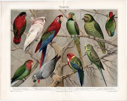Papagájok, litográfia 1906, német nyelvű, eredeti nyomat, madár, papagáj, fajták, kakadú, kakapó