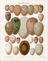 Európai madártojások II., színes nyomat 1904, német nyelvű, litográfia, eredeti, tojás, fajta, madár