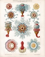 Medúzák, litográfia 1904, német nyelvű, színes nyomat, eredeti, medúzs, tenger, óveán, Sipohonophore
