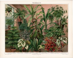 Dísznövények II. (3), színes nyomat 1903, német nyelvű, litográfia, eredeti, növény, dísz, levél