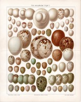 Európai madártojások I., színes nyomat 1904, német nyelvű, litográfia, eredeti, tojás, fajta, madár