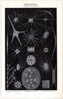 Édesvízi növények (2), litográfia 1906, német nyelvű, eredeti, nyomat, növény, flóra, alga, egyszín