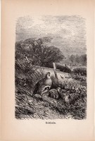 Fogoly, egyszín nyomat 1894, német, eredeti, Tierleben, Az állatok világa, madár, állat, Európa