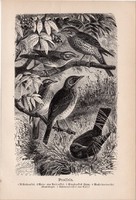 Rigók, egyszín nyomat 1894, német, eredeti, Tierleben, Az állatok világa, állat, madár, vörösbegy