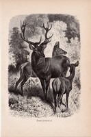 Gímszarvas, egyszín nyomat 1894, német, eredeti, Tierleben, Az állatok világa, állat, szarvas