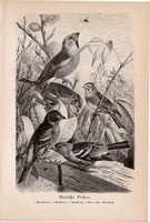 Német pintyek, egyszín nyomat 1894, német, eredeti, Tierleben, Az állatok világa, állat, madár