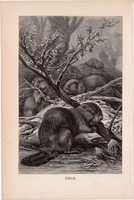 Hód, egyszín nyomat 1894, német, eredeti, Tierleben, Az állatok világa, állat, Európa, rágcsáló