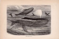 Hosszúszárnyú bálna, egyszín nyomat 1894, német, eredeti, Tierleben, Az állatok világa, állat, óceán