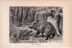 Vaddisznó, egyszín nyomat 1894, német, eredeti, Tierleben, Az állatok világa, állat, Európa