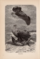 Rétisas, egyszín nyomat 1894, német, eredeti, Tierleben, Az állatok világa, állat, madár, fehérfarkú