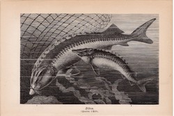 Kecsege, viza, egyszín nyomat 1894, német, eredeti, Tierleben, Az állatok világa, állat, tokhal, hal